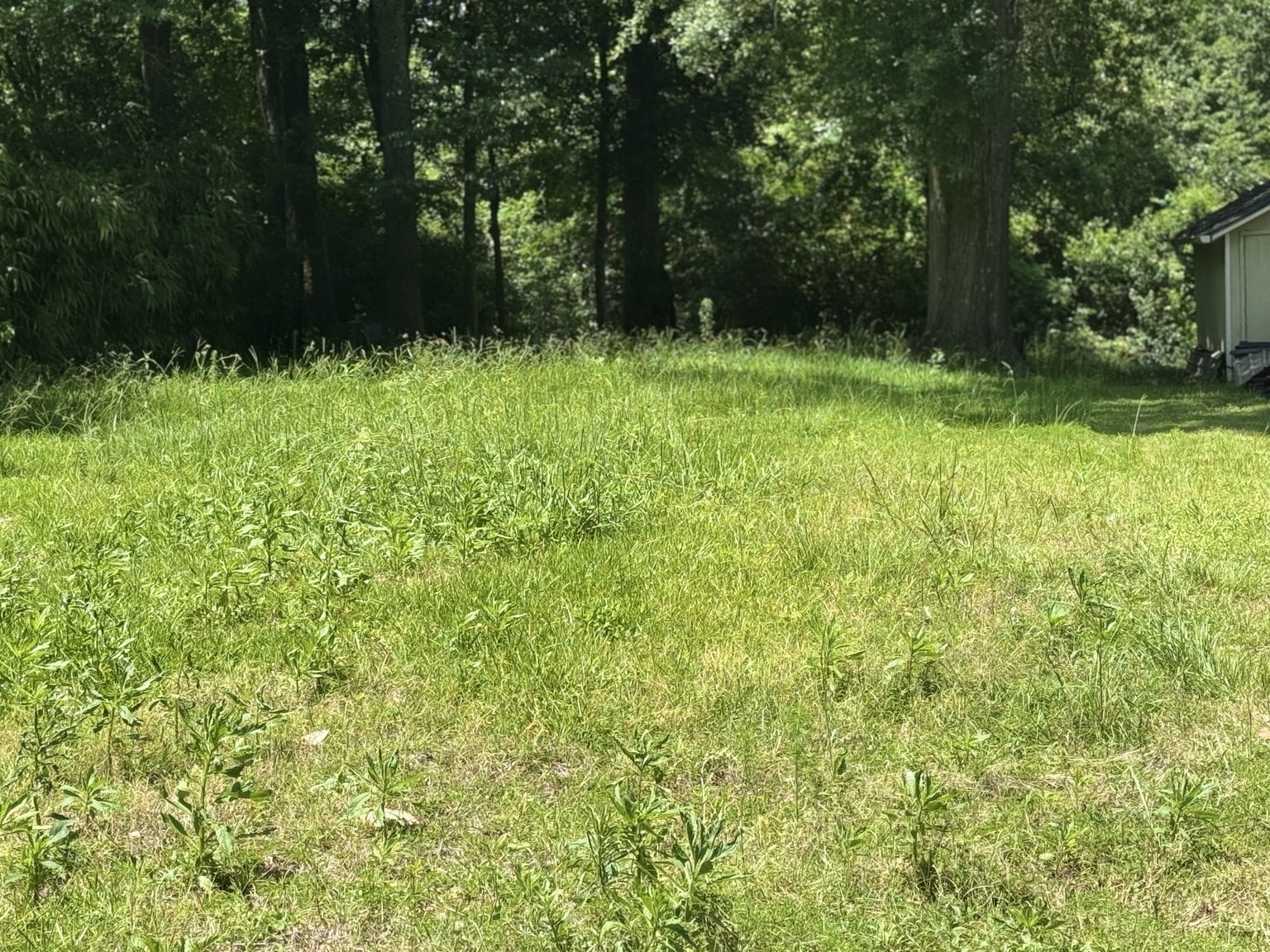 Overgrown lawn before service
