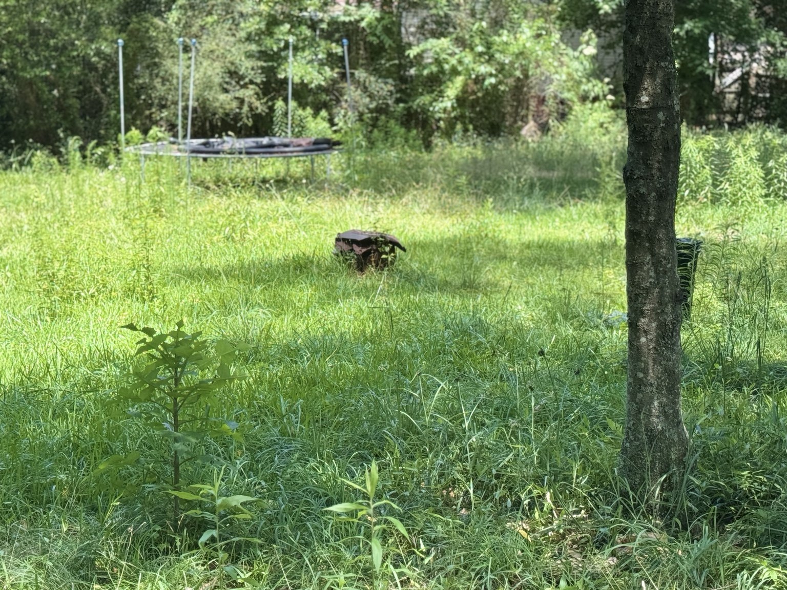 Overgrown lawn before service